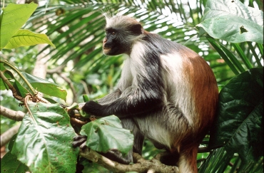  Roter Colobus Affe oder Stummelaffe, Sansibar
